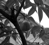 [ Skunk Tree ]